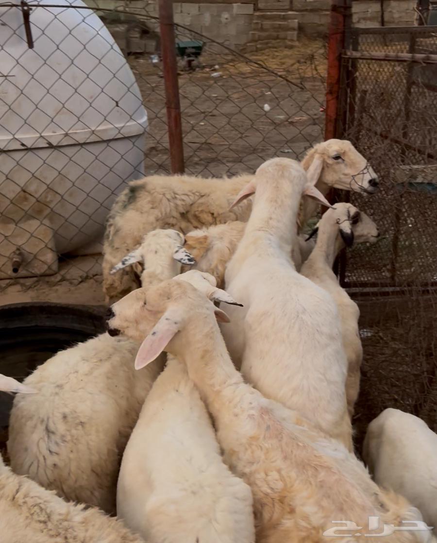 Sheep64596624633985110