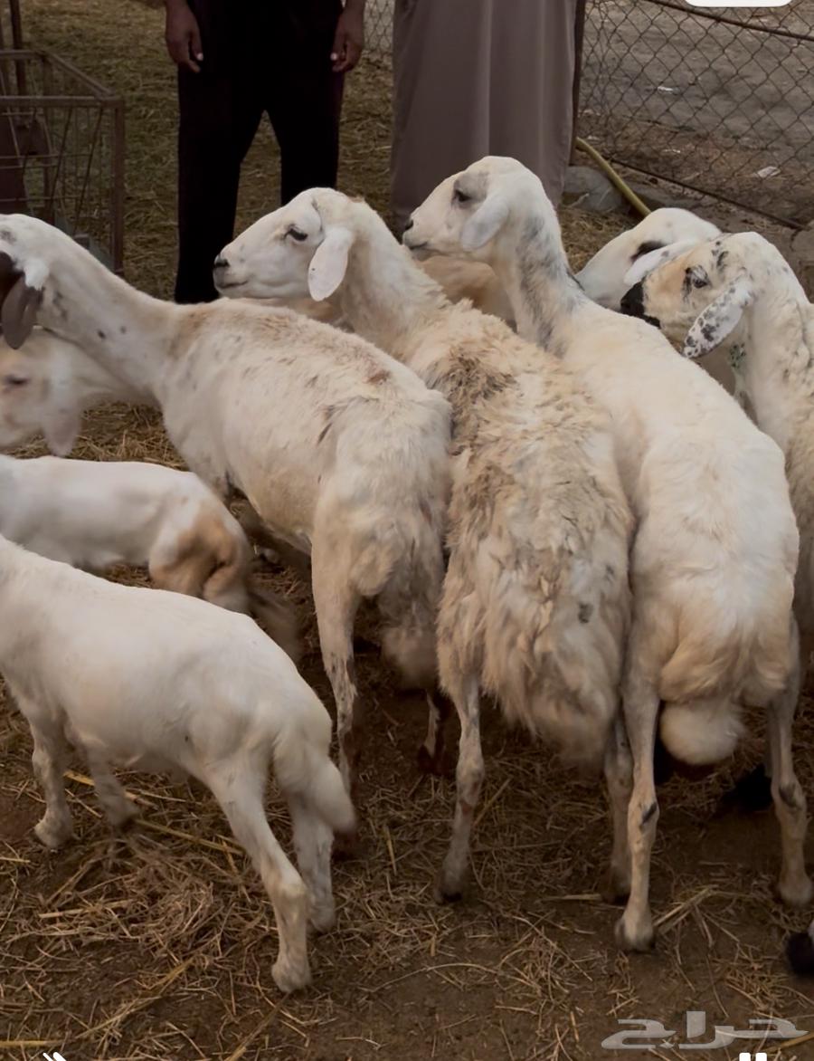 Sheep64596624633985111