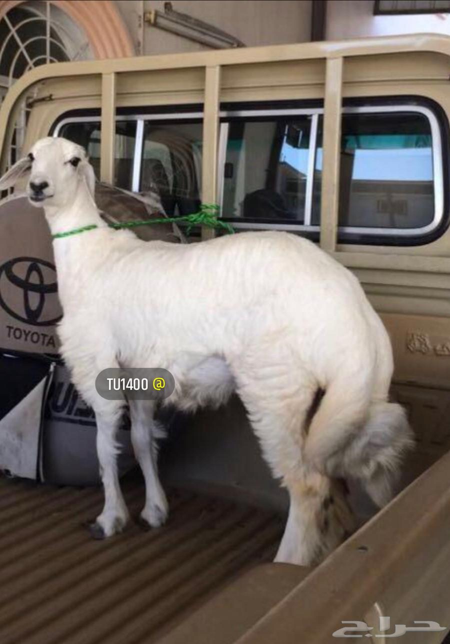 ذبايح خرفان من غنم شهران بالمزرعه بجيزان64597960520195112