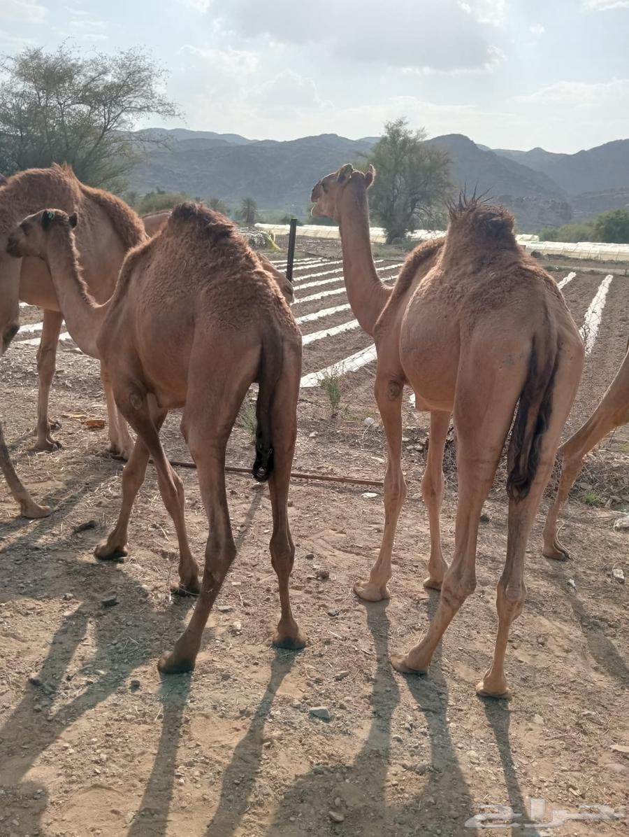 للبيع قعدان صومالي جوده طيبه64597641904642114