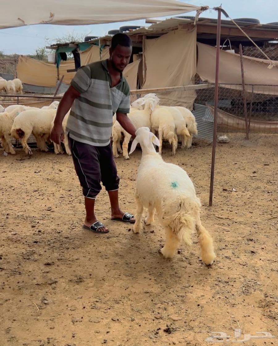 Trunk calf64598585261953113