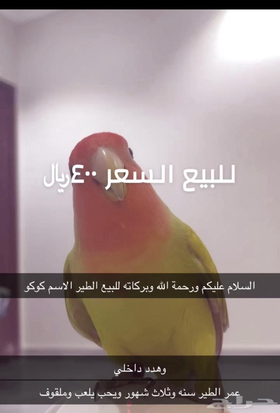 طير للبيع64477185652738110