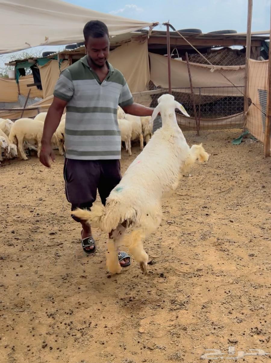 Trunk calf64598585261953112