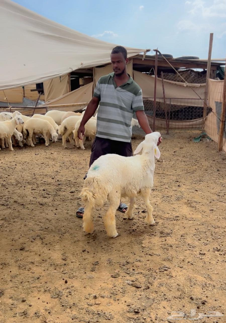 Trunk calf64598585261953110