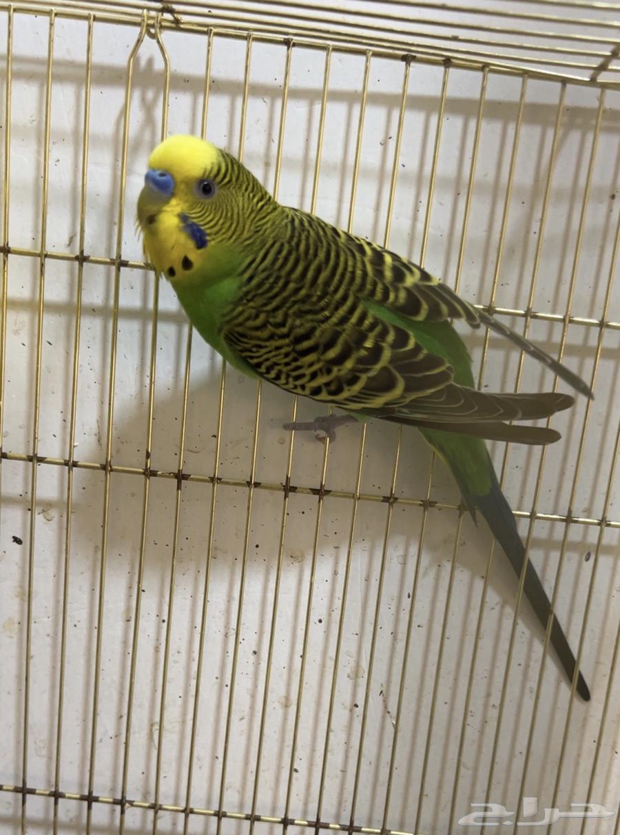 ذكر بادجي هولندي جاهز للانتاج غير اليف64598966622723110