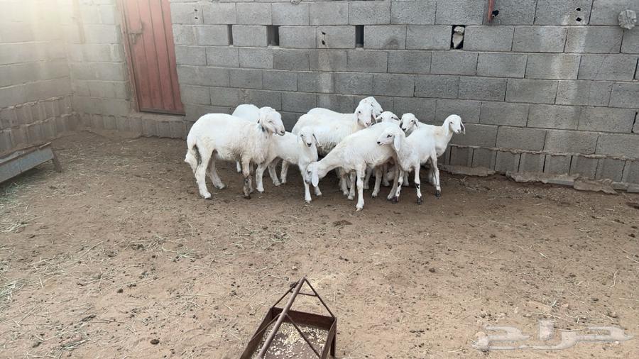 غنم للبيع64597090429443112