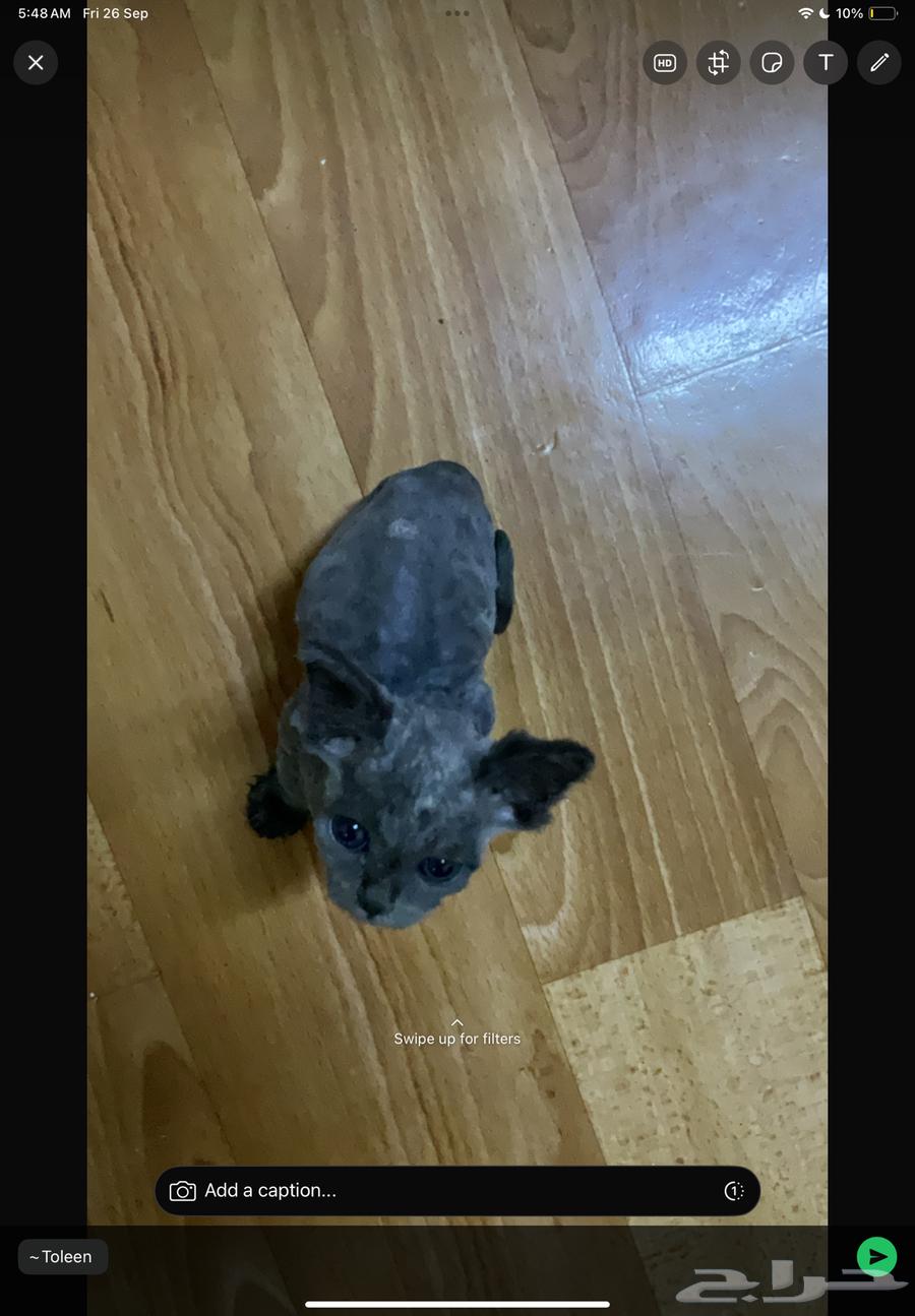 قطط صغيرة للتبني و تحتاج علاج64597923935489111