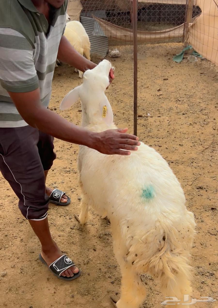 Trunk calf64598585261953114