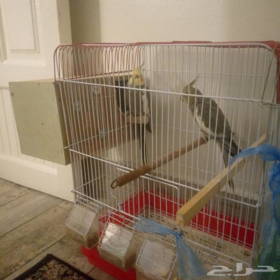 زوج طير كروان64596797166979110