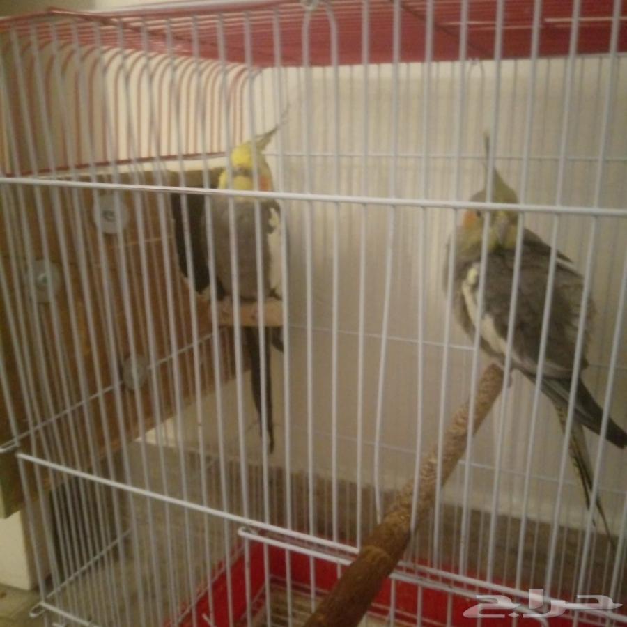 زوج طير كروان64596797166979111