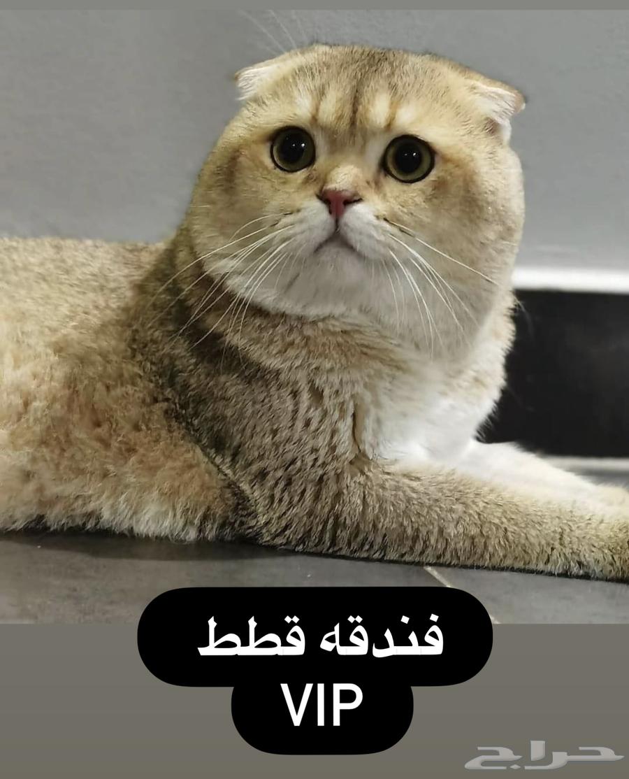 فندقه قطط64157736508546110