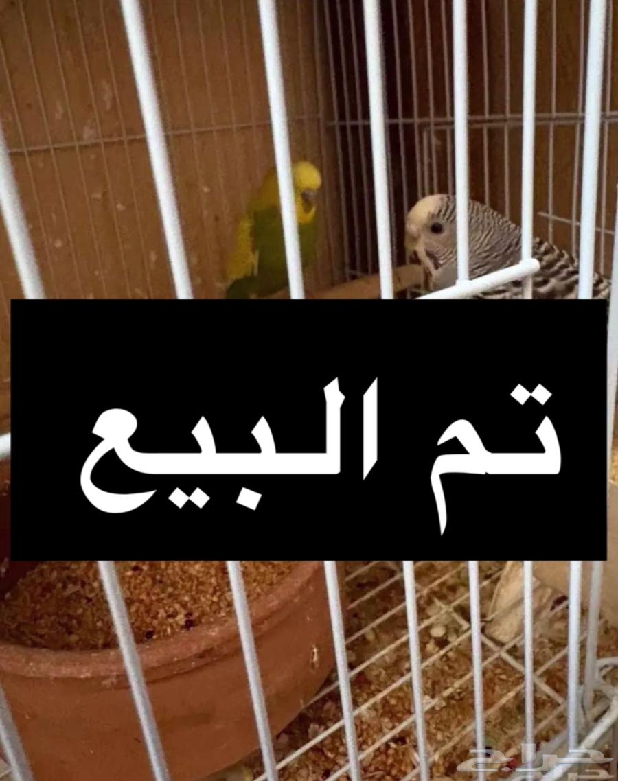 طيور بادجي64573922415233112