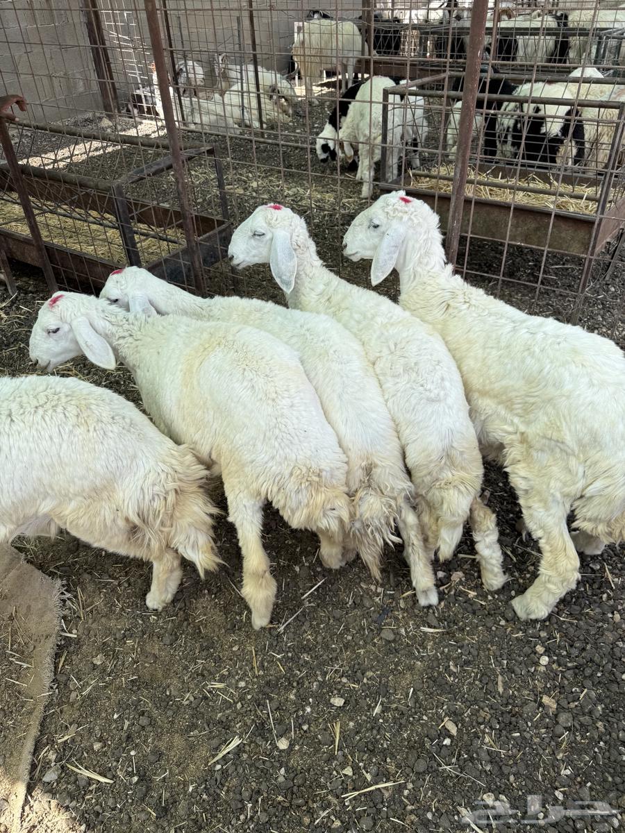 ذبايح - بهم - حري تم البيع64598597555714112