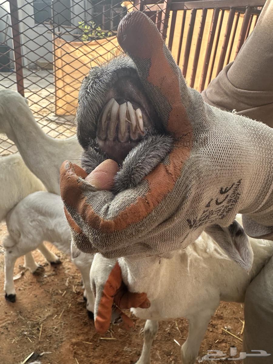 هجين حريات64598227924225110