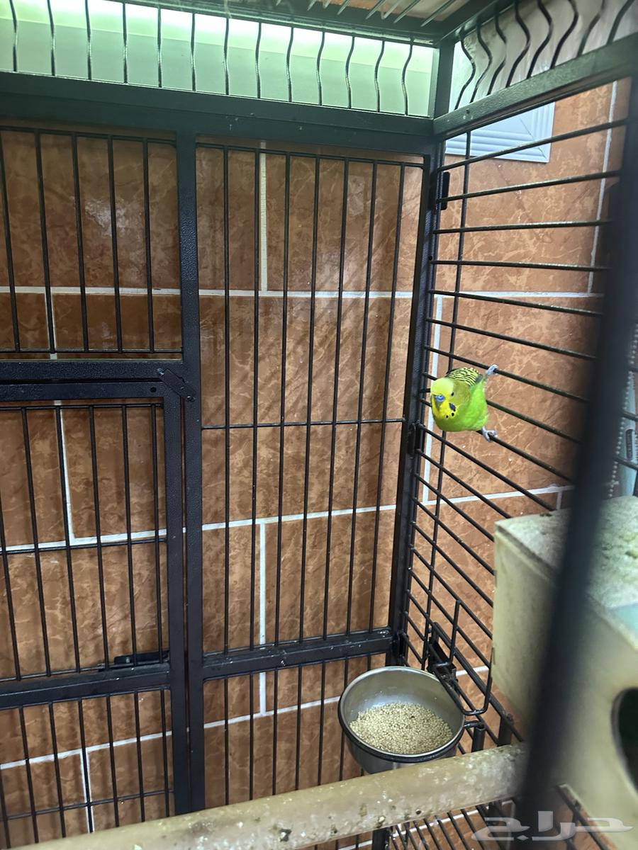 طيور الحب   قفص64598560861826111