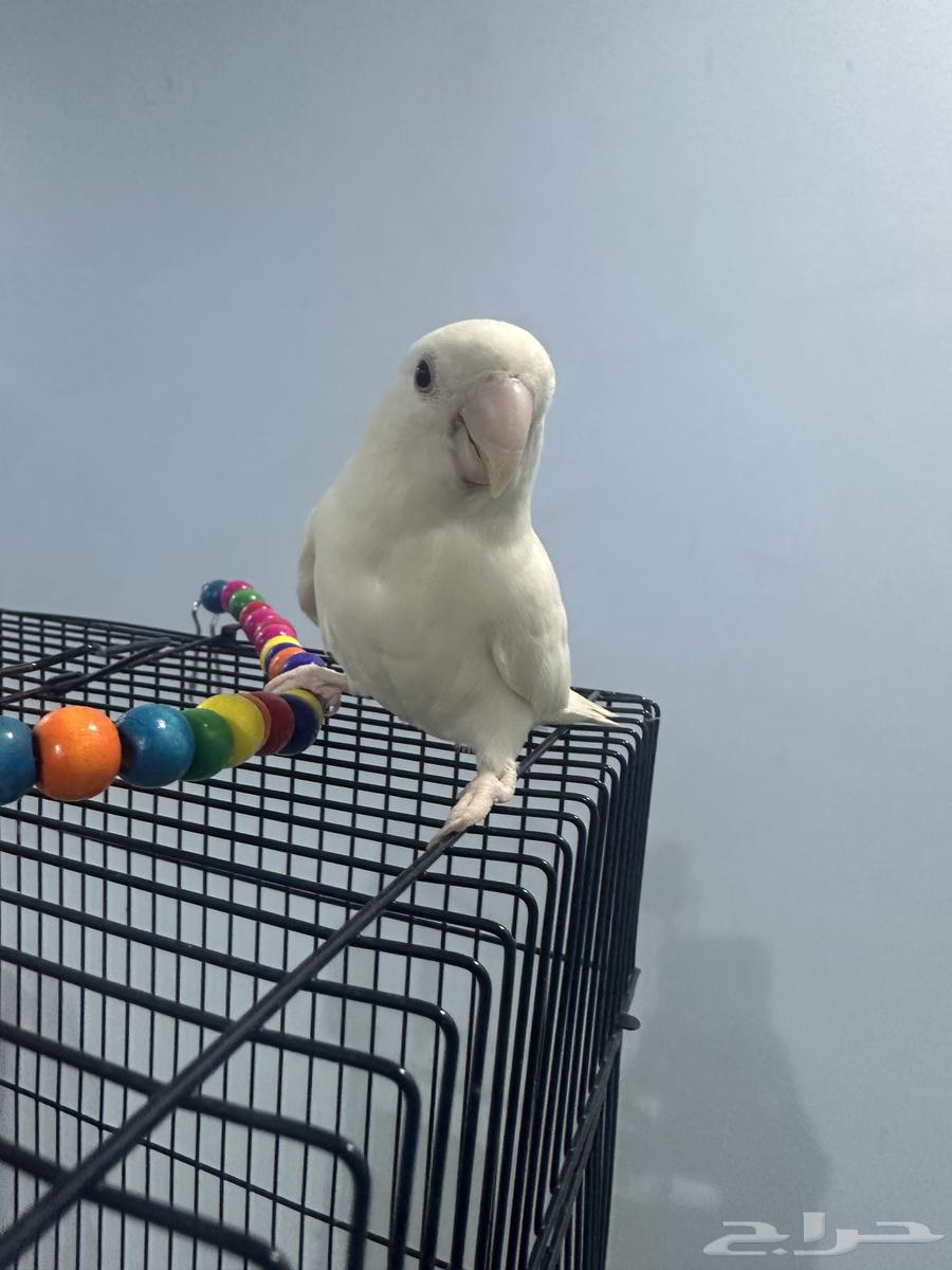 ببغاء روز البينو64596919747202114