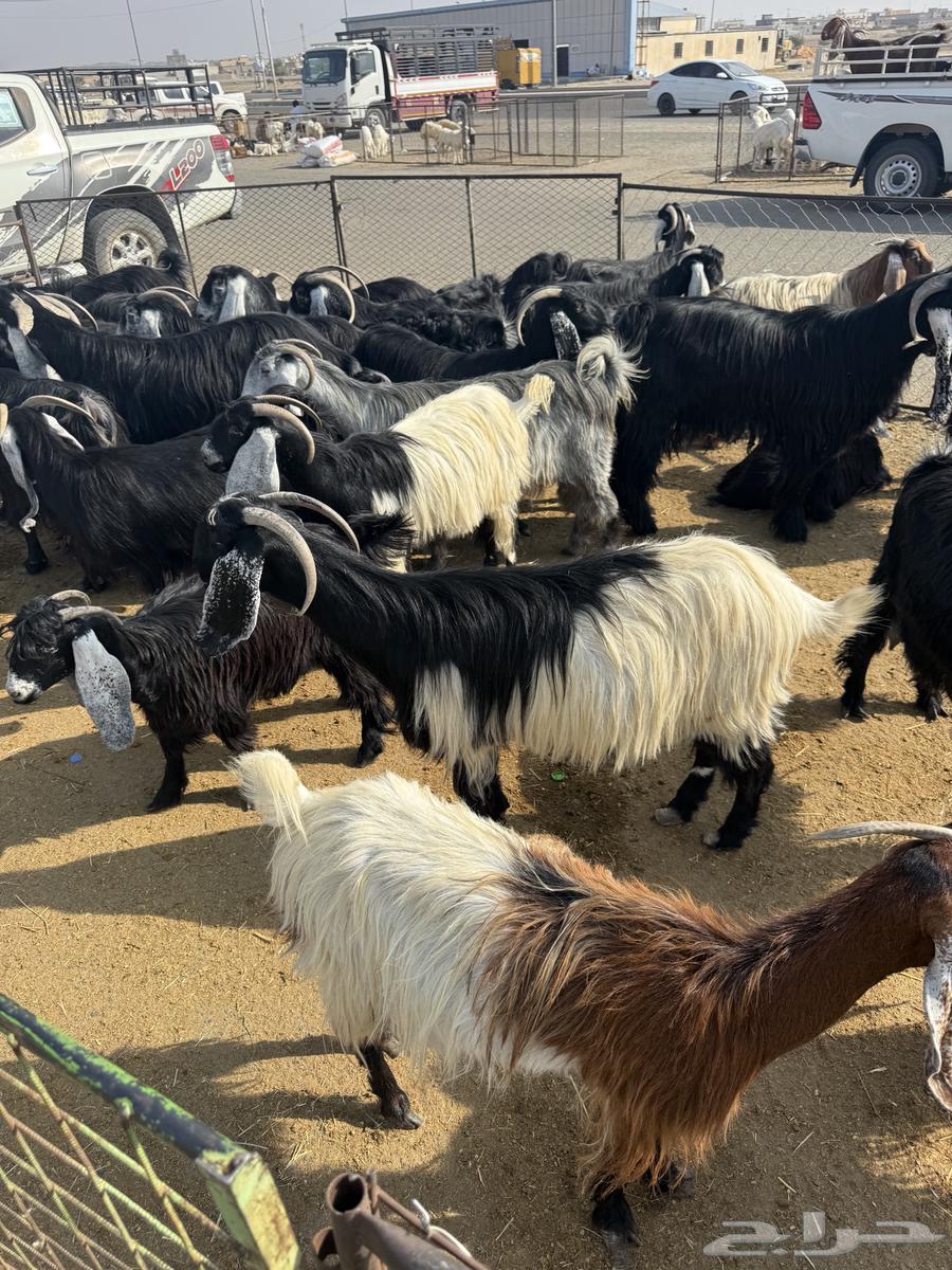 Goats, defects, and wild birds64598339510274113