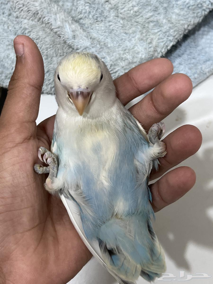 روز اليف طفره ولون نادر64596563264771114