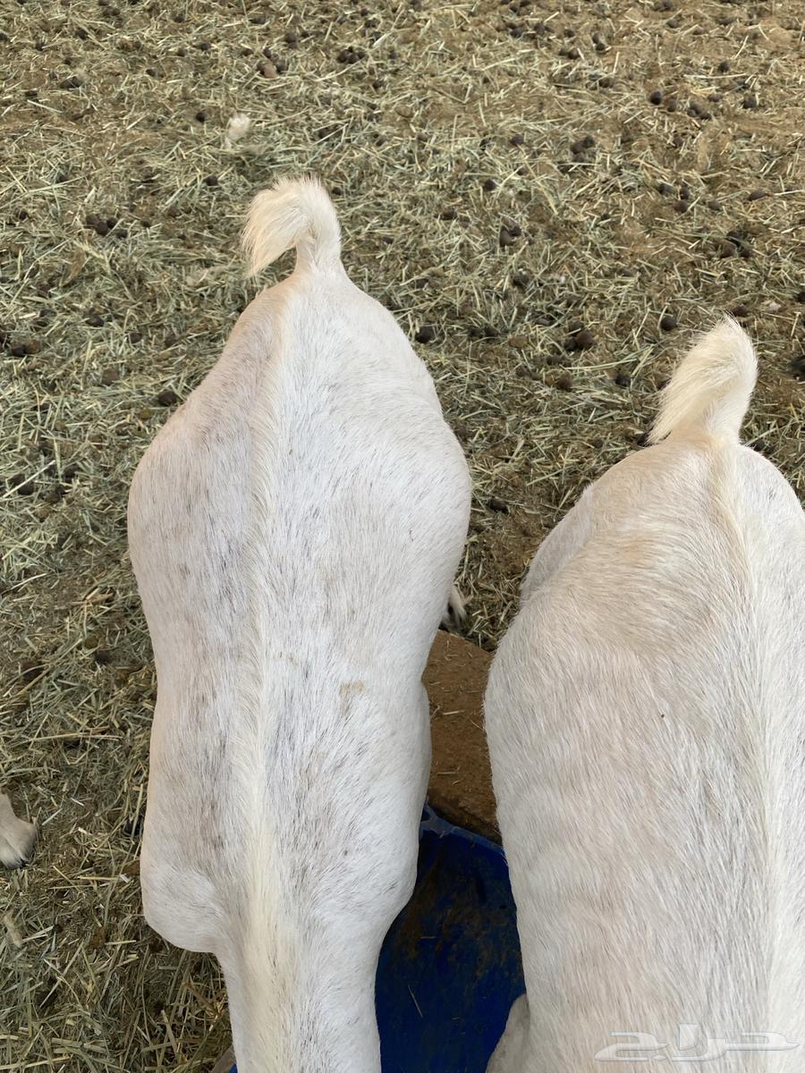 تيوس للبيع64598057701121114