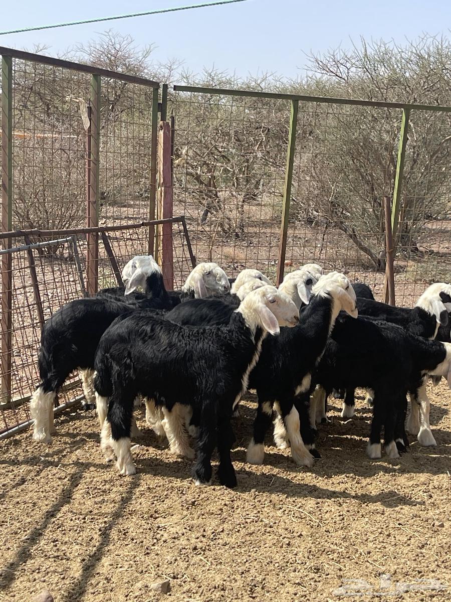 طليان نجد ( تم البيع )64598831732354110