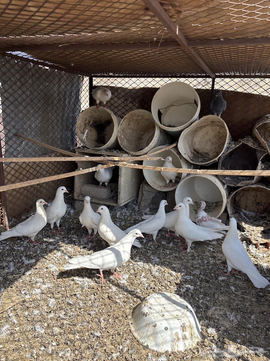 حمام فرنسي جامبو64598560876929110