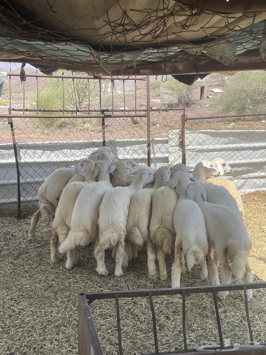 رخال ( تم البيع )64598819336322114