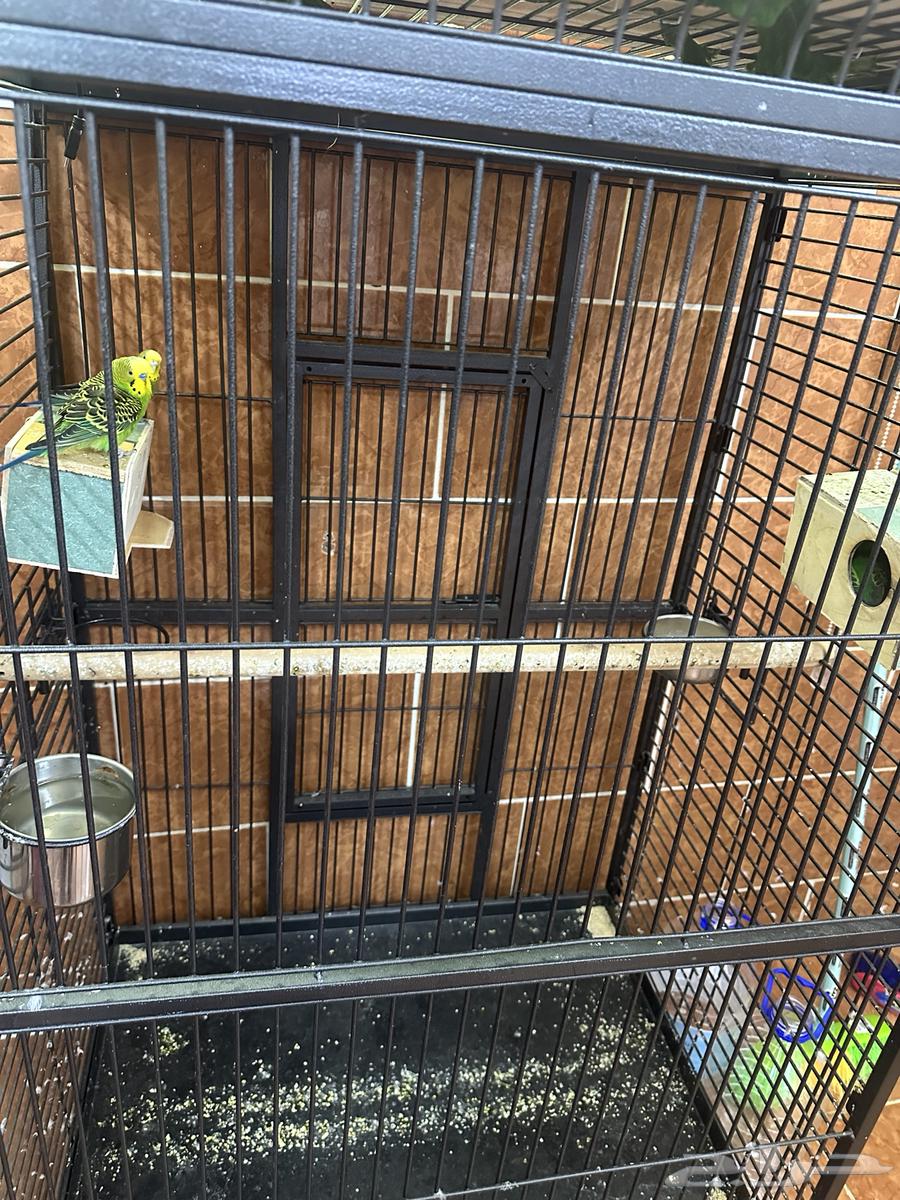 طيور الحب   قفص64598560861826113