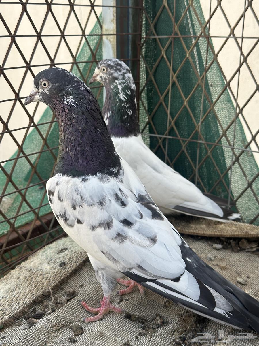 جوز تيدي64598437739779112