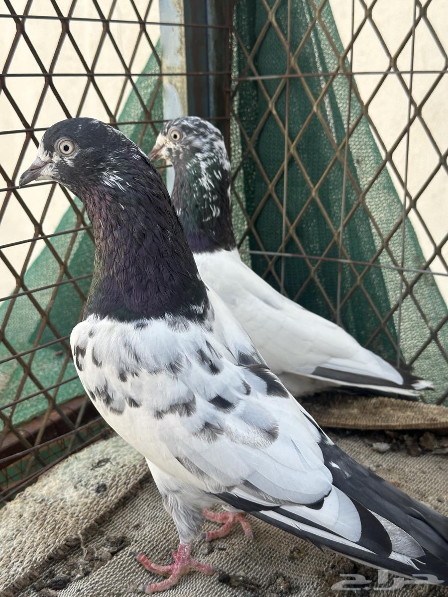 جوز تيدي64598437739779110