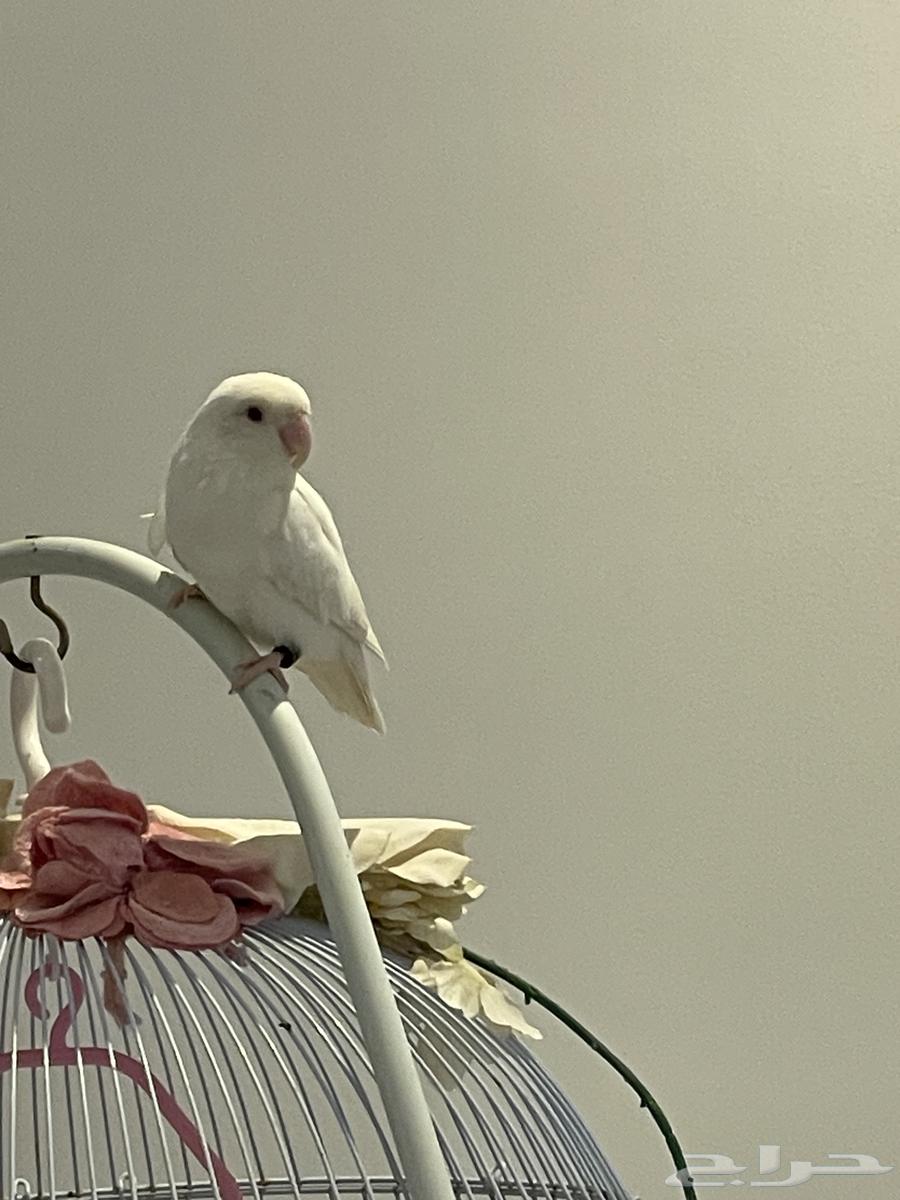 طيور بادجي وروز64597041668225114