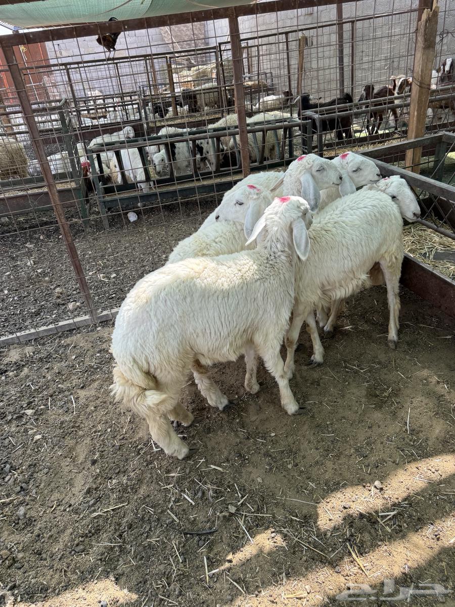 ذبايح - بهم - حري تم البيع64598597555714114