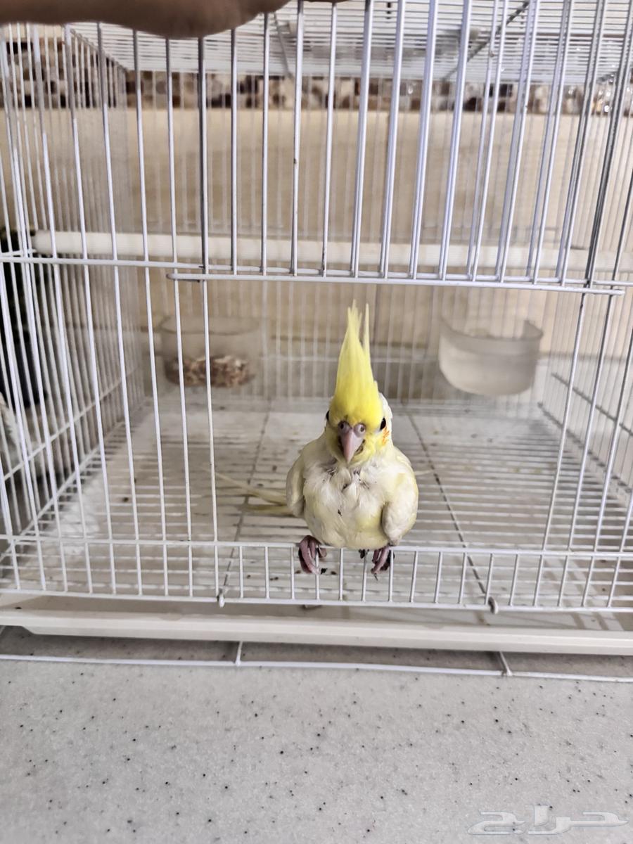 فرخ كروان اليف عمره..شهر او ازود بصحه جيده مع جميع مستلزمات64596846401281113