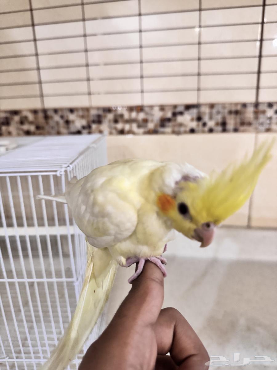 فرخ كروان اليف عمره..شهر او ازود بصحه جيده مع جميع مستلزمات64596846401281110