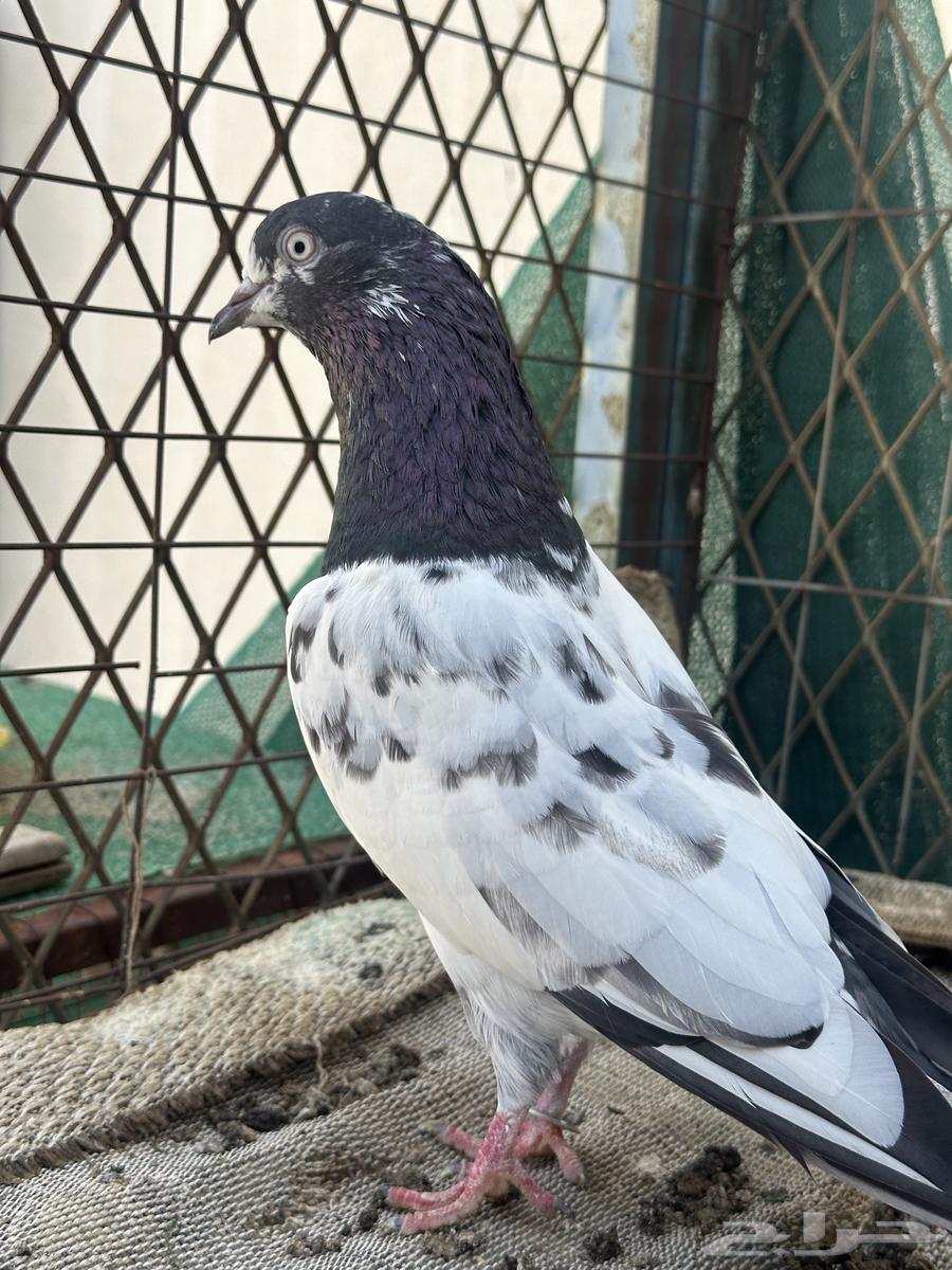 جوز تيدي64598437739779114