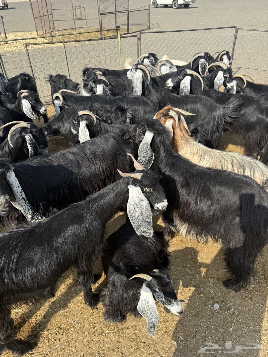 Goats, defects, and wild birds64598339510274110