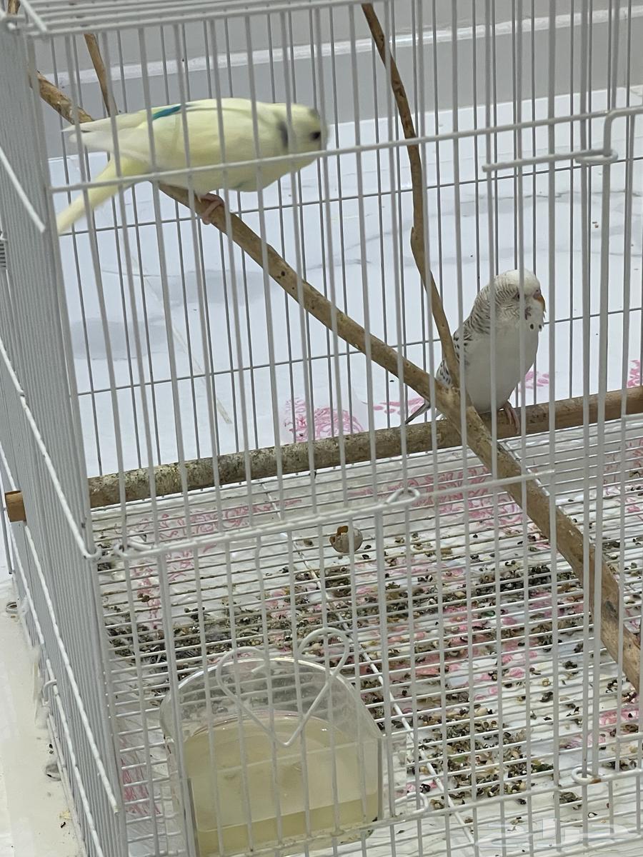 طيور بادجي وروز64597041668225112