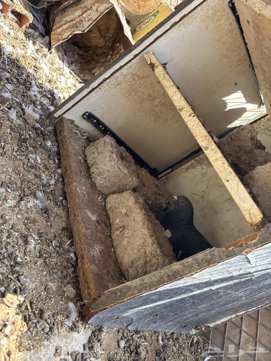 حمام فرنسي جامبو64598560876929112