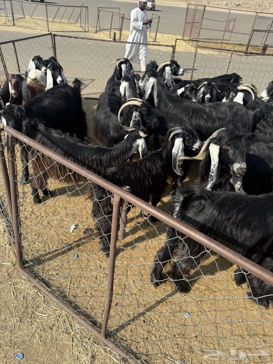 Goats, defects, and wild birds64598339510274111