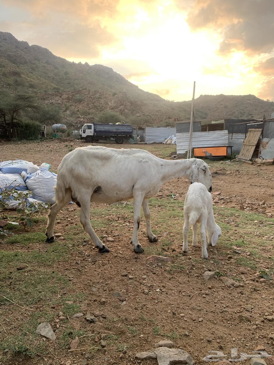 شاه خلفه للبيع64597887435395112