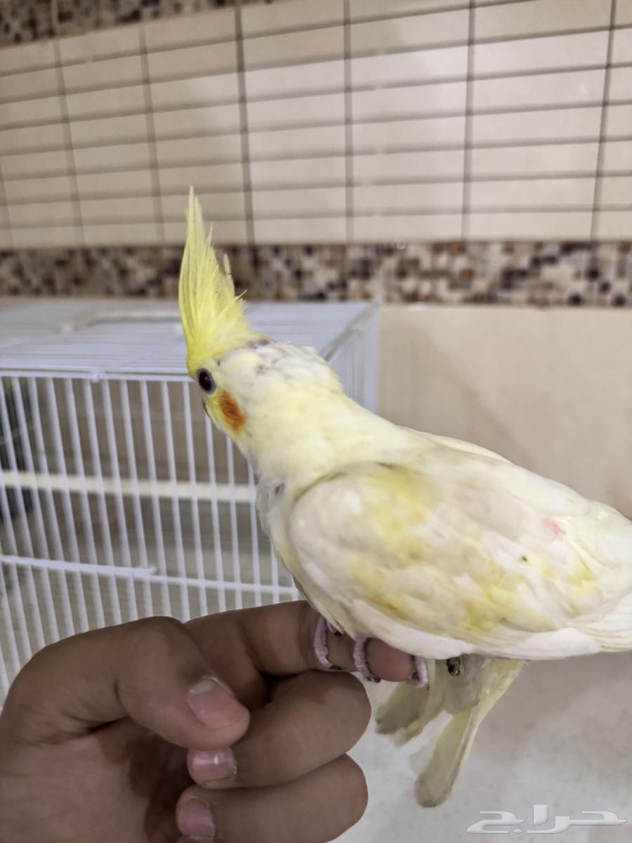 فرخ كروان اليف عمره..شهر او ازود بصحه جيده مع جميع مستلزمات64596846401281114