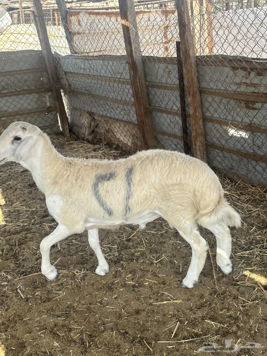 طلي حري جبر64565284069249111