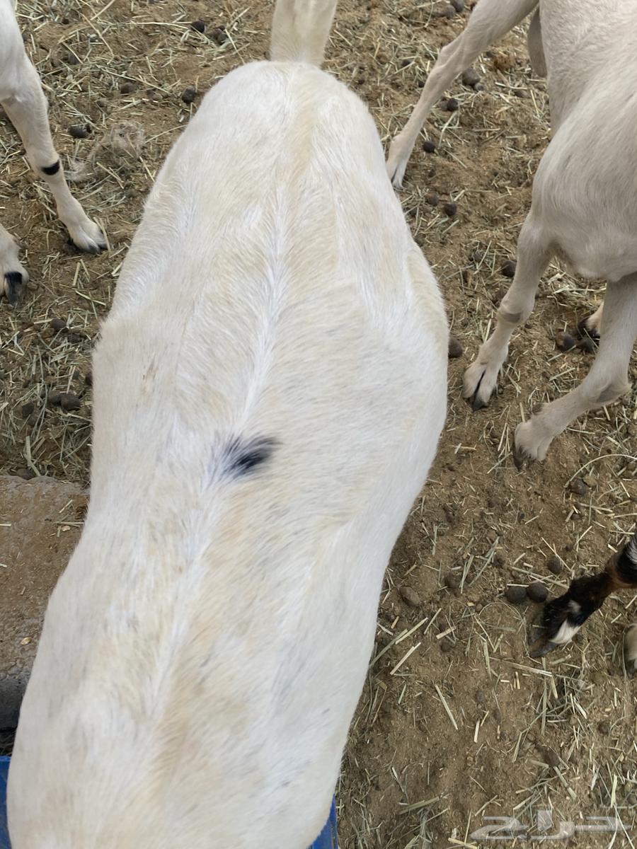 تيوس للبيع64598057701121110