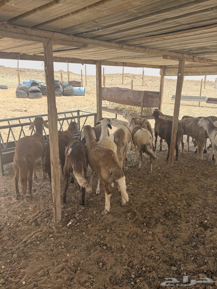 ذبايح نعيمي فاخر64598548465537111