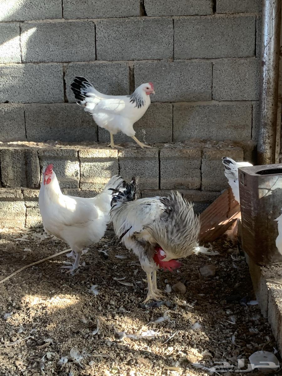 دجاج فرنسي كولمبي64598401146242114