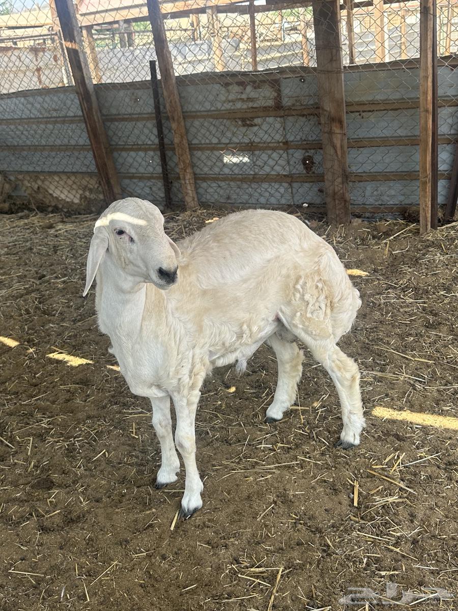 طلي حري جبر64565284069249113