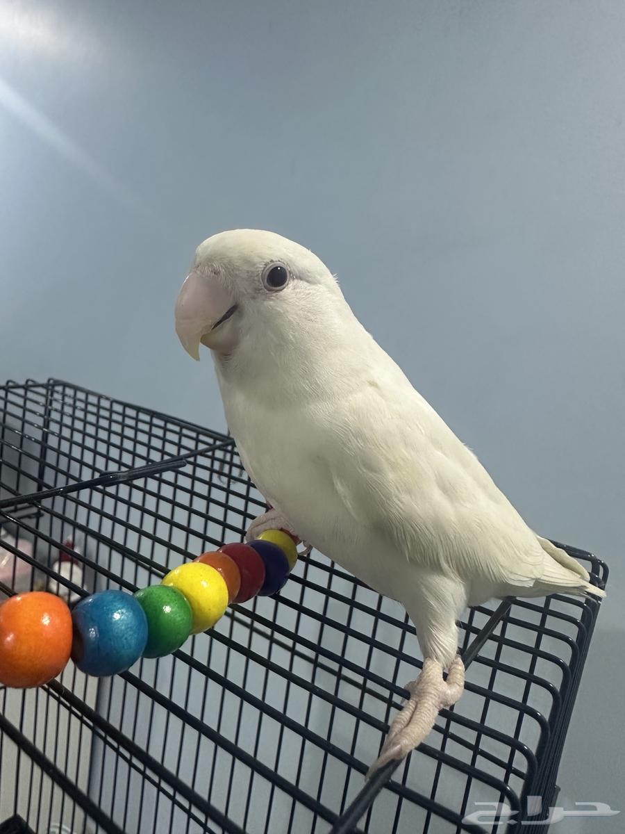 ببغاء روز البينو64596919747202112