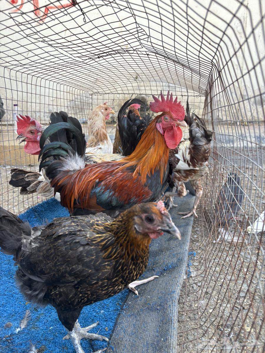 للبيع ديوك بلدي ودجاج64598203548673114