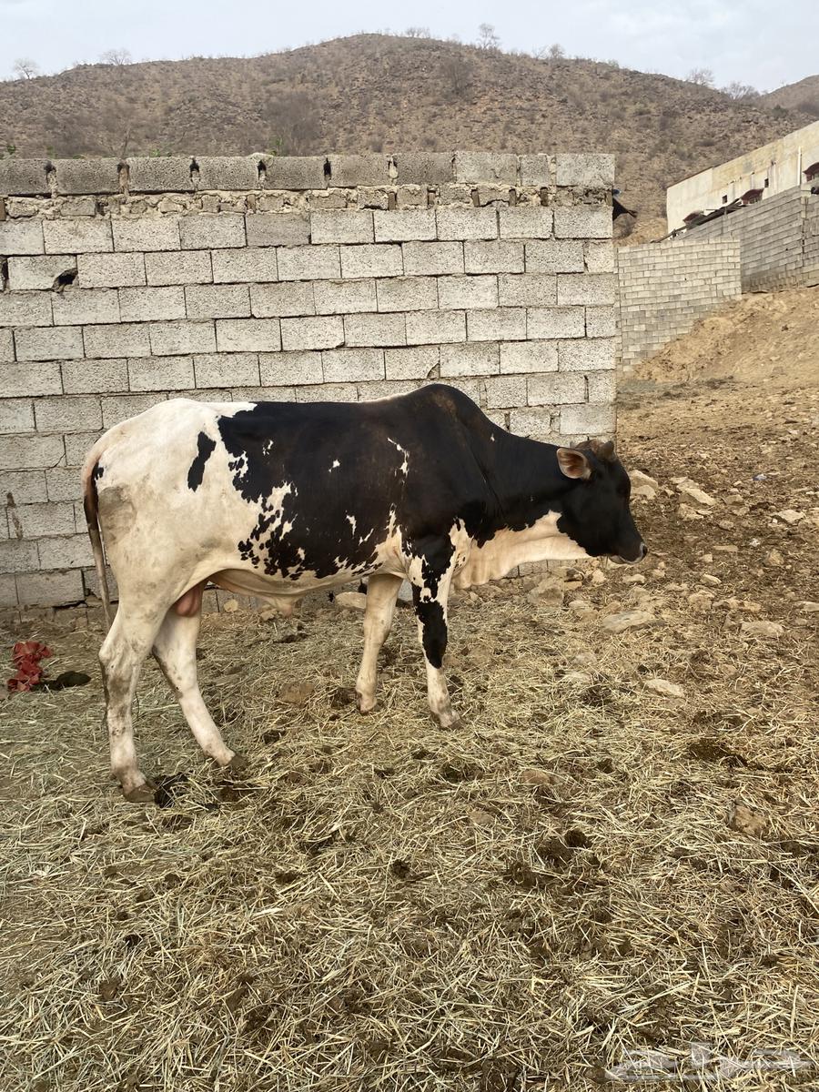 ثور للبيع السن جدع مضمون من جميع العيوب64597740661505112