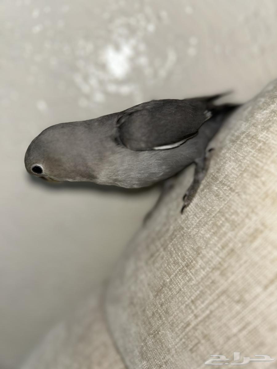 روز مفطوم هدد64412224367361111