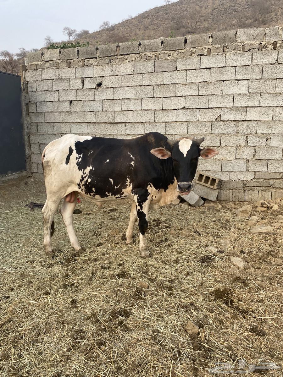 ثور للبيع السن جدع مضمون من جميع العيوب64597740661505111